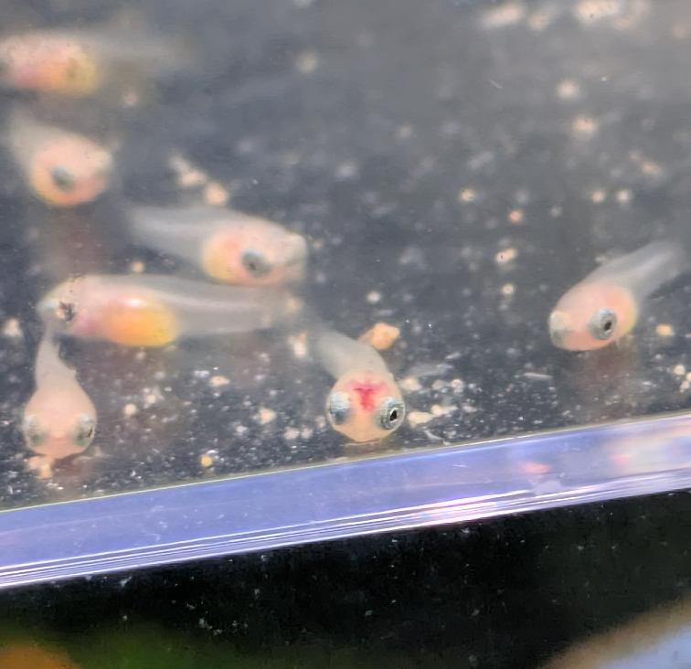 アクア初心者です今30cm水槽でお魚1匹飼育しています。アクアの沼 