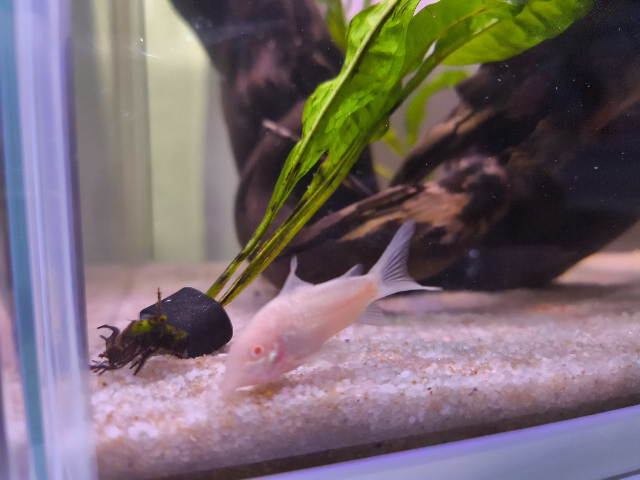 ノーザンバラムンディは90cm水槽でも奥行きがあれば飼えるとネット 