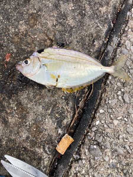 やはり60cm級のチヌを釣るには、60cm級のチヌが上がって - Yahoo!知恵袋