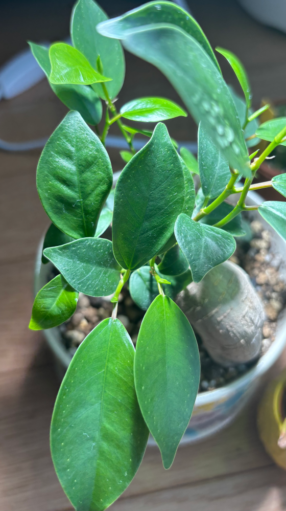 謎の葉っぱの正体が知りたいです。 - 母が何かの種を植えたら生えて