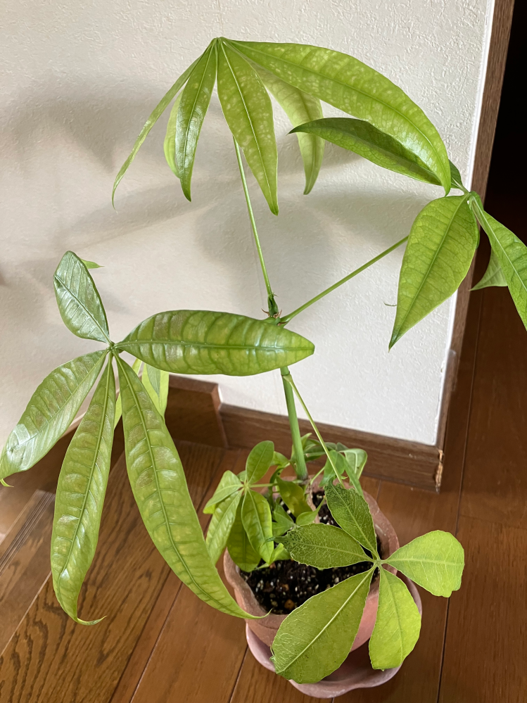 パキラの葉の色が黄緑色になってきていて所どころ茶色くなったり