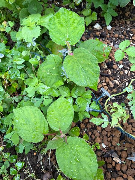 近所に生えてた葉っぱです この植物何だか解る方いらっしゃいますか？葉っぱの大きい方です