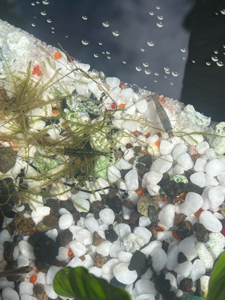 ADAの60×30×45の水槽を水草目的で立ち上げようと思います。そこで底面ﾌ