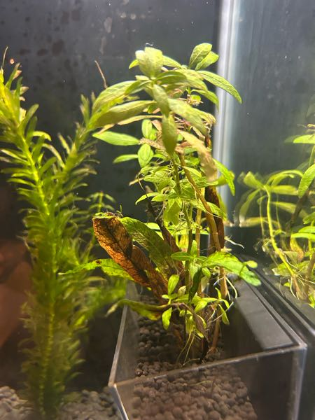 この水草の状態ってやばいですか？60×30×45の水槽で10セ - Yahoo!知恵袋