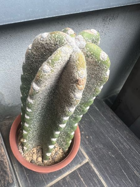 中古 サボテン 現状 サボテンがこんな状況になってしまいました。何かの病気でしょうか