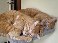 急に同居猫を威嚇するようになりました お世話になります 長文ですが猫の習 Yahoo 知恵袋