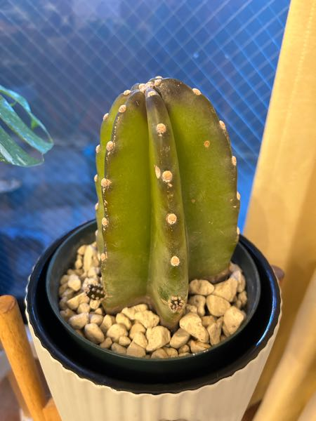 サボテンが2日の間に一気に黒くなって、せっかく出た新芽も暗黒く