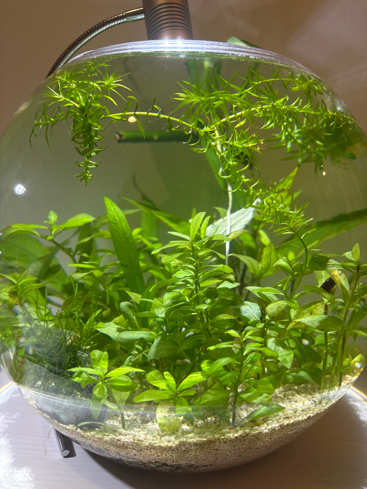 ADAの60×30×45の水槽を水草目的で立ち上げようと思います。そこで底面ﾌ