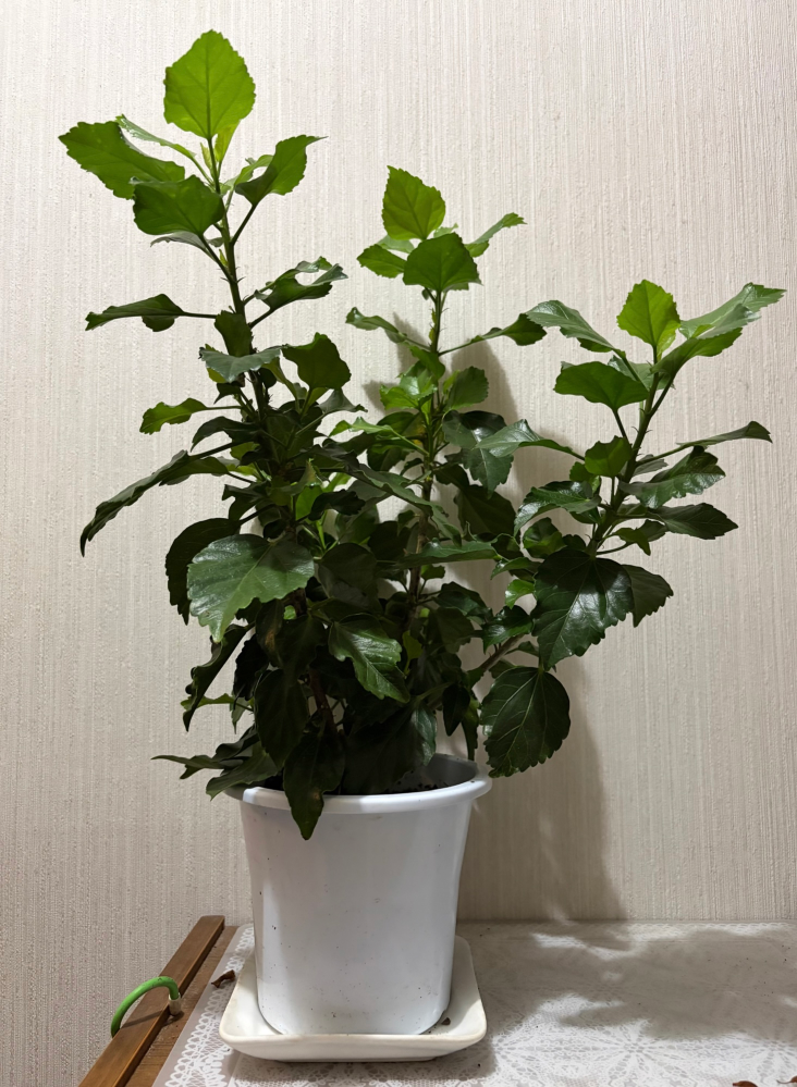 ハイビスカスの剪定と植え替えについて教えて下さい。写真のハイビ