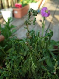 金魚草がしおれました プランターの寄せ植えです 周りの花は元気なのに 手前 Yahoo 知恵袋