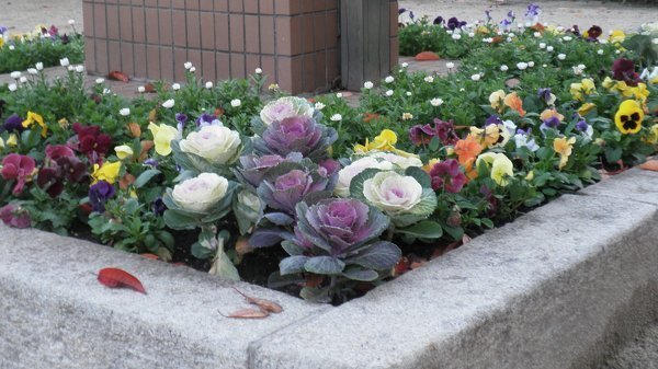 葉牡丹の花壇 見事です 葉牡丹は冬の外気に強いのでしょ Yahoo 知恵袋