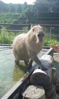 海遊館はなぜ水族館なのにカピバラやイグアナ アカハナグマなどがいるのでし Yahoo 知恵袋