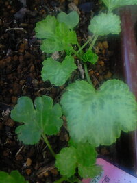 アネモネ ラナンキュラスの球根は放置しても大丈夫ですか Yahoo 知恵袋