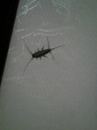 この虫はなんですか 賃貸のマンションの２階なのですが 最近この虫が出ます 体長 教えて 住まいの先生 Yahoo 不動産