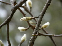 公園に植えてあるこのつぼみは何の花でしょうか?蕾にふさふさした産毛