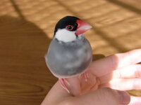 俺んちで飼ってる文鳥のピーちゃんが可愛すぎるんですけど ピーちゃんは Yahoo 知恵袋