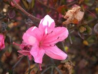 つつじの名前を知りたい 冬に咲くつつじで葉の色が赤いです 葉に Yahoo 知恵袋