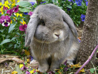 ホーランドロップイヤーとしいう種類のうさぎを買おうと検討しています 色 Yahoo 知恵袋