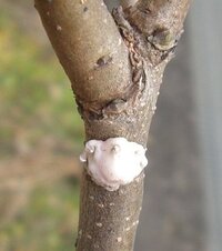 柿の葉っぱの裏に白い毛虫のようなものがもう3年ぐらい悩まされています Yahoo 知恵袋
