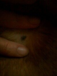 雌の柴犬4歳の体に出来た悪性黒色腫 メラノーマ について教えてください Yahoo 知恵袋