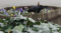 このカラス 花を啄ばんでいるのでしょうか カラスはこのように花を食 Yahoo 知恵袋