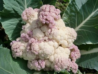 カリフラワーに花蕾が赤紫っぽくなってきているのですが食べられま Yahoo 知恵袋