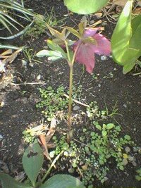 クリスマスローズの花の向き去年クリスマスローズを株分けしたとき Yahoo 知恵袋