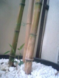 鉢植えの竹ですが 3本のうち1本は2年前枯れました 残りのうち Yahoo 知恵袋