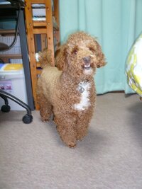 プードルのピーナッツカットと ムスタッシュカット この２つの違い Yahoo 知恵袋