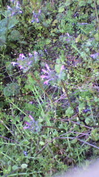 この紫の花は何という雑草ですか 畑一面に咲きました やっぱり抜くべきでし Yahoo 知恵袋