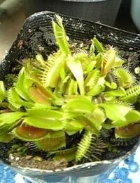 食虫植物のハエトリソウに水苔入れるといいと知ったので 欲しいんですが 水苔って Yahoo 知恵袋