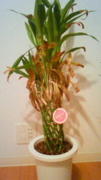 ダイソーで買ったミリオンバンブーを ２ ３ヶ月程水耕栽培し Yahoo 知恵袋