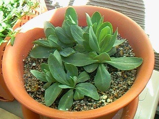 トルコキキョウの鉢植え トルコキキョウの鉢植えを作りました Yahoo 知恵袋