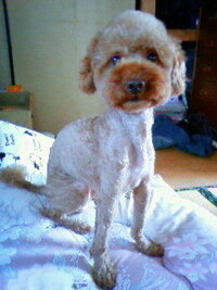 トイプードルの顔バリをする時 子犬はどうしても暴れると思いますが 皆さんはど Yahoo 知恵袋