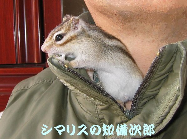 ラム、パシフィカ、オリジナル各30袋 しまりす様専用 【公式通販】
