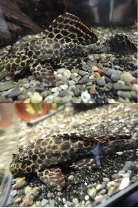 セルフィンプレコを二匹飼育する場合 何センチくらいの水槽を準備すれば Yahoo 知恵袋