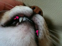 猫の唇に異常があります 好酸球性肉芽腫というやつでしょうか Yahoo 知恵袋