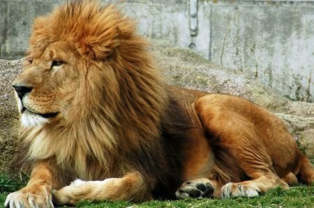 ライオンみたいなパーマかけたいんですが 画像の様なライオンのたてが Yahoo 知恵袋