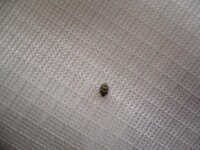 最近 家に変な虫が出ます 米粒より少し小さめで 毛が生えてる茶色っ Yahoo 知恵袋