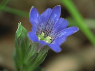 この花はハルリンドウ フデリンドウ どっちでしょうか 先日 近く Yahoo 知恵袋