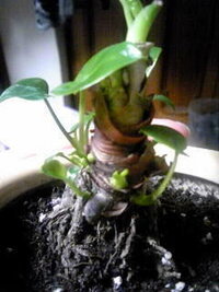 クワズイモを育てています最近花がよく咲きますその代わり葉がドン Yahoo 知恵袋