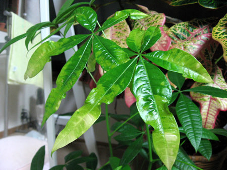 パキラが突然斑入りになったのですが・・・ - 栄養不足でしょう