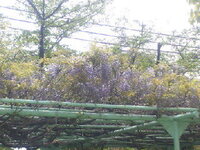 藤を見に行ったら 黒い虫がいっぱい藤の蜜を吸っていました あの虫はなんとい Yahoo 知恵袋