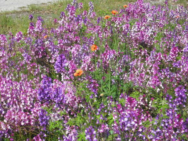 空き地で鮮やかな花が咲いているのを見かけました オレンジ色の花はポピーと Yahoo 知恵袋