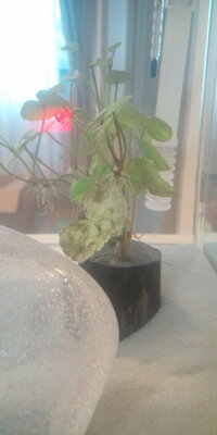 ポトスは水中でもいけると本に書いてあったので根っこをうんと洗って熱帯魚の水 Yahoo 知恵袋