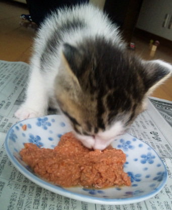 子猫の離乳食と、授乳中の母猫の食事量について教えてください。家 