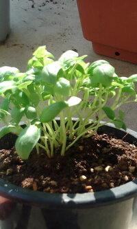 バジルの間引き 植え替え ２度目のプランター菜園です マ Yahoo 知恵袋