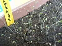 ガーデンレタスの苗が徒長しているんじゃないかと思うんですが Yahoo 知恵袋