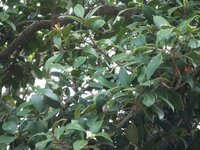 このモチノキのような木はなんでしょう 駐車場にあり かなり古木 Yahoo 知恵袋