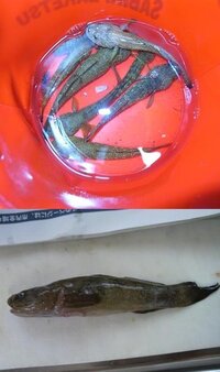 ハゼ 横浜のごく浅い岩場で数釣りをしました 餌はスルメやいかの Yahoo 知恵袋